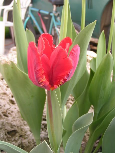 Image hosted by Photobucket.com