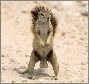 squirrell with big nuts photo: Squirrell Nuts a_squirrel_and_his_nuts-1.jpg
