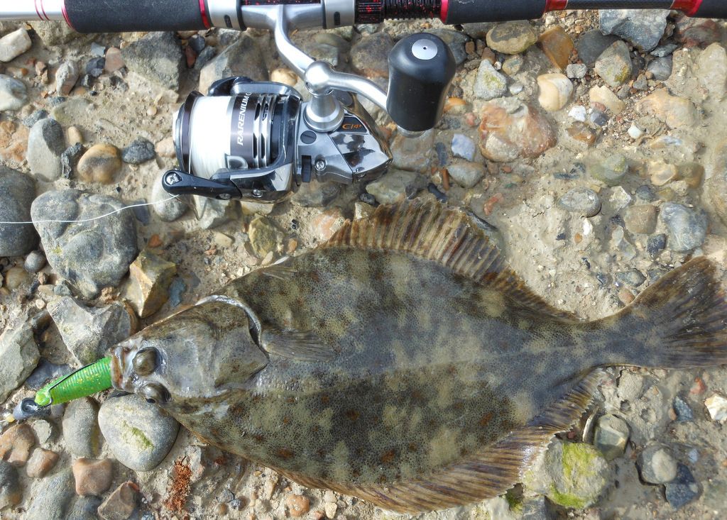 Fast water flounder fishing on huge hooks and rubber lures! World Sea Fishing Forums
