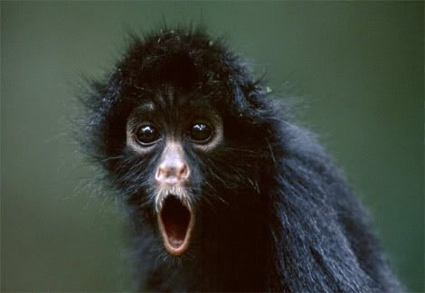 http://i34.photobucket.com/albums/d120/latro/black-spider-monkey.jpg