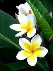 plumeria Pictures, Images and Photos