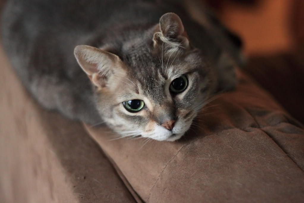 IMAGE: http://i34.photobucket.com/albums/d122/jasons_r1/IMG_4383.jpg