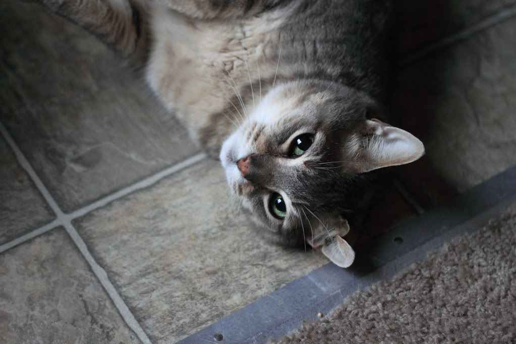 IMAGE: http://i34.photobucket.com/albums/d122/jasons_r1/IMG_4390.jpg