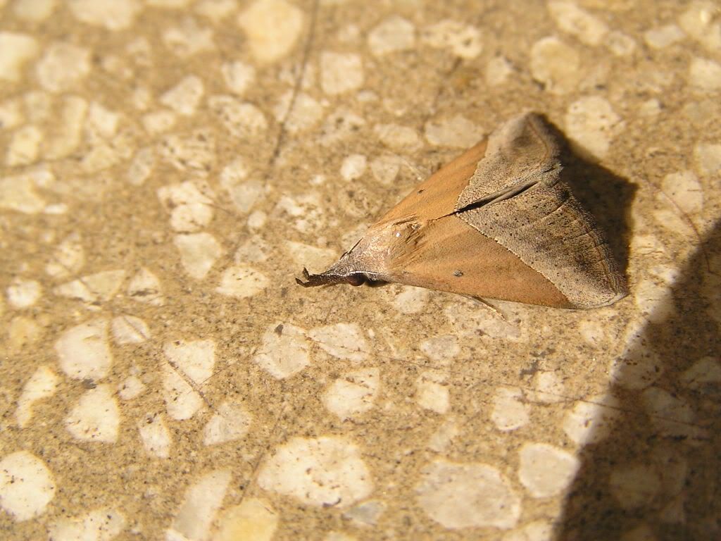 Polilla Pictures, Images and Photos