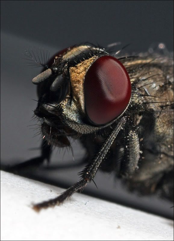 IMAGE: http://i34.photobucket.com/albums/d125/algold9/fly_IMG_9858_1.jpg