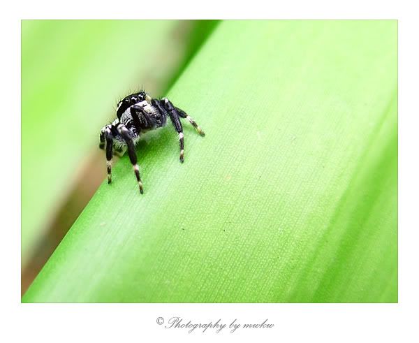 spider8eyes.jpg