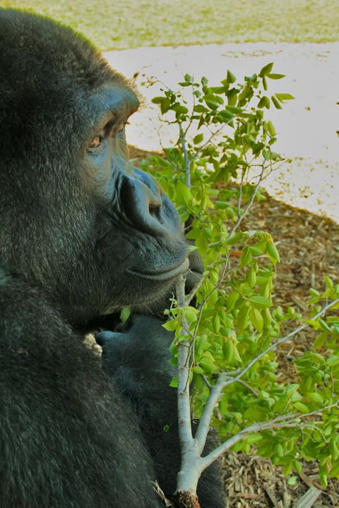 IMAGE: http://i34.photobucket.com/albums/d126/bstewart71/Gorilla.jpg