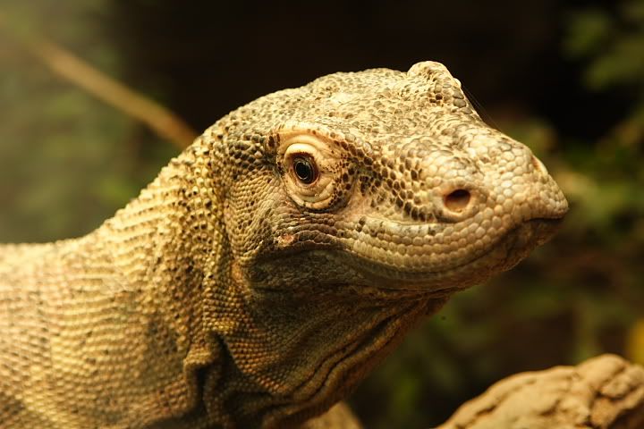 IMAGE: http://i34.photobucket.com/albums/d126/bstewart71/komodo.jpg