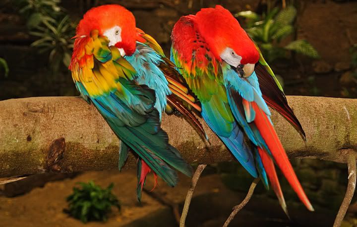 IMAGE: http://i34.photobucket.com/albums/d126/bstewart71/pairaparrots.jpg
