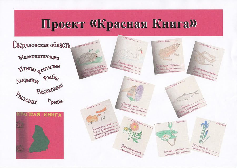 Красная книга животных россии раскраска Красная книга животных россии раскраска