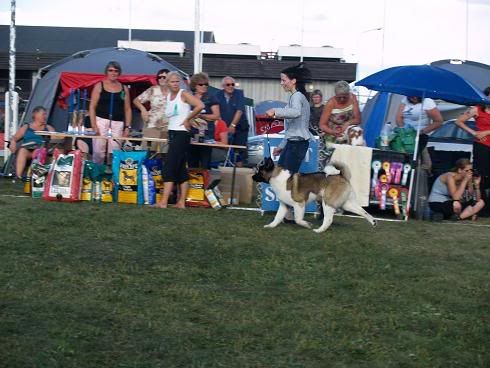 Hundefestivalen380.jpg