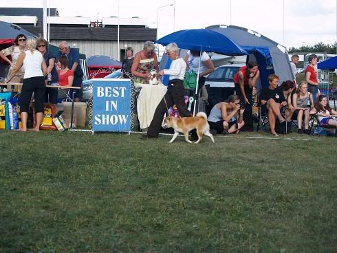 Hundefestivalen384.jpg