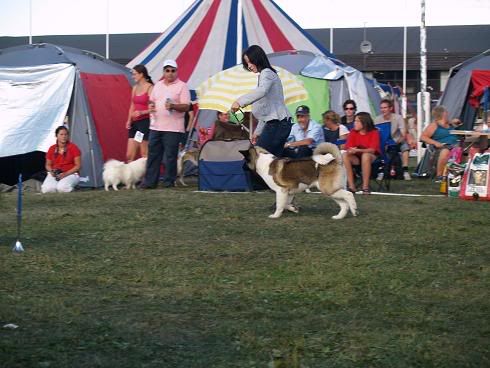 Hundefestivalen388.jpg