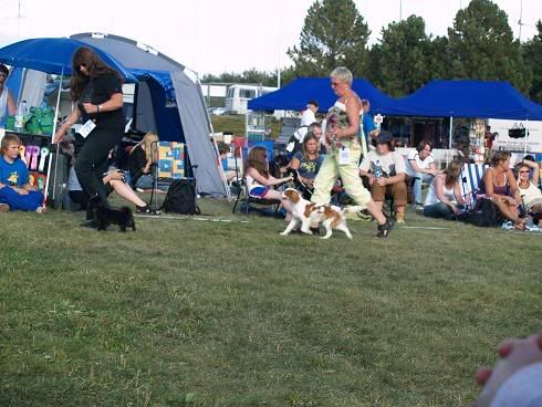 Hundefestivalen393.jpg