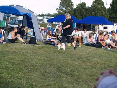 Hundefestivalen394.jpg