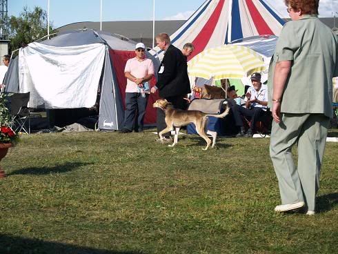 Hundefestivalen397.jpg