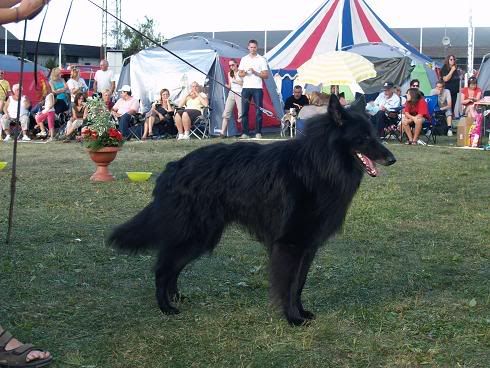 Hundefestivalen402.jpg