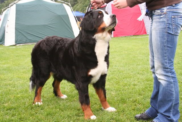 hundefestivalen-08086.jpg