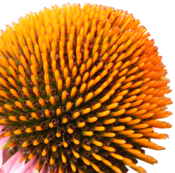 Purple Cone Flower Pictures, Images and Photos