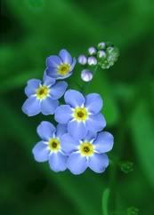 forgetmenot Pictures, Images and Photos