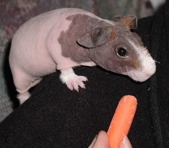 HairlessGuineaPigClose.jpg