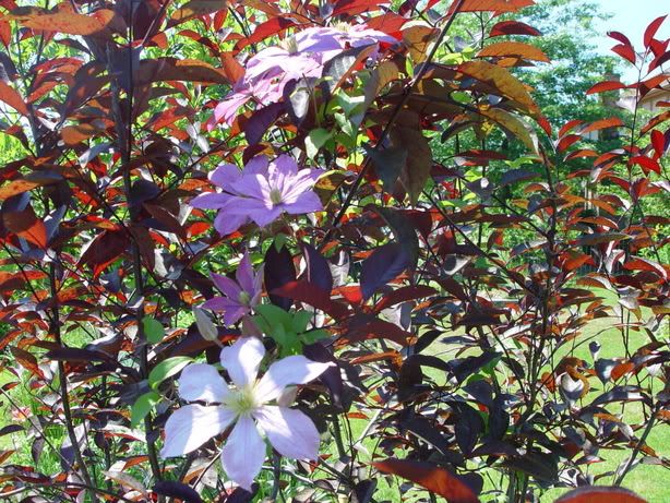 Photobucket - Video and Image Hosting