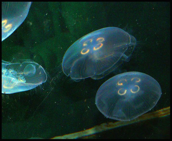 JellyFish1.jpg