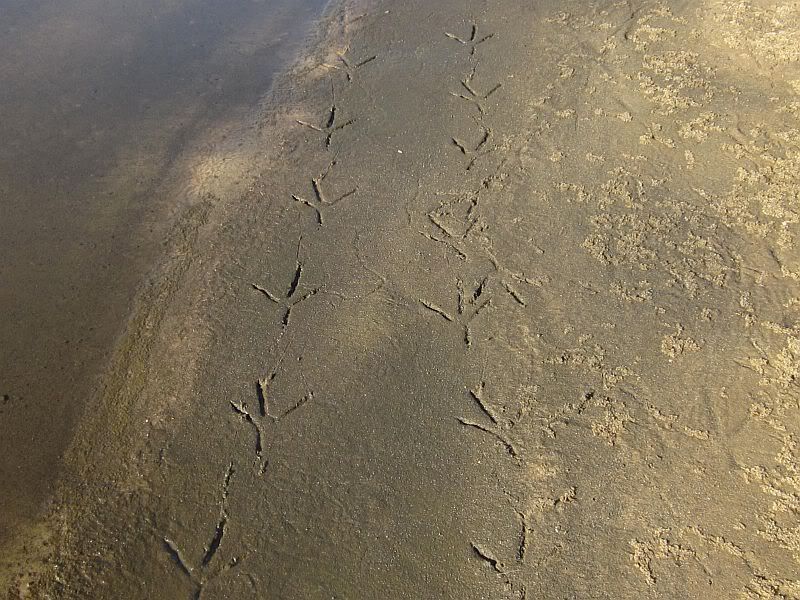 footprints-2.jpg