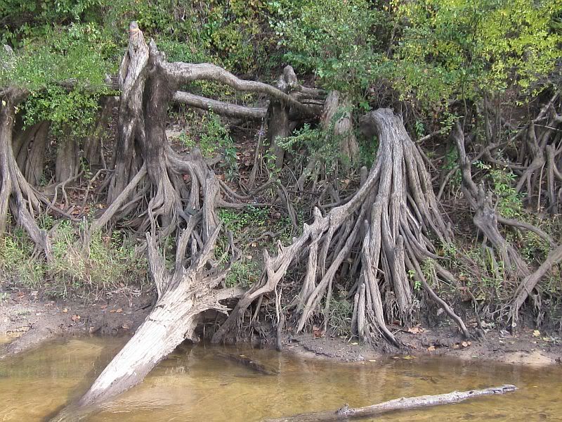 river-roots-2.jpg