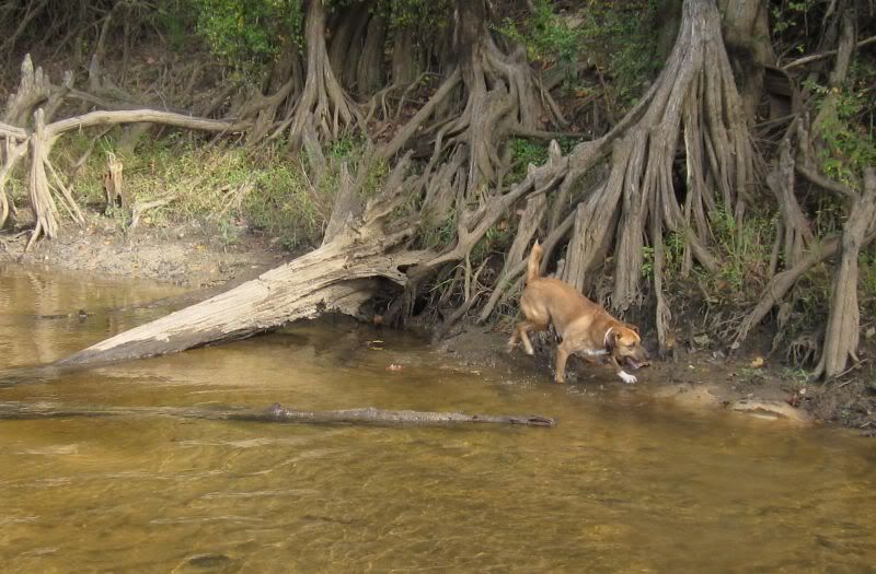river-roots-dog-1.jpg