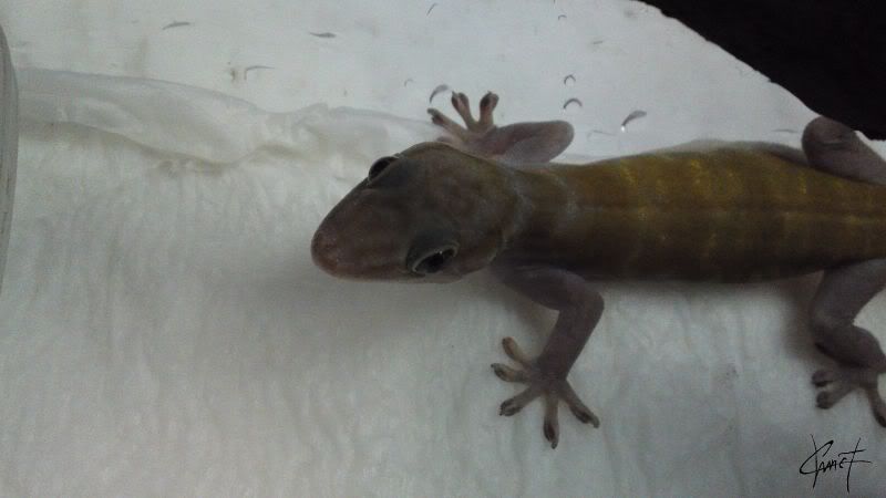 Golden Gecko Gekko Ulikovskii 壁虎 相片分享 香港兩棲及爬蟲協會論壇 Powered By Discuz