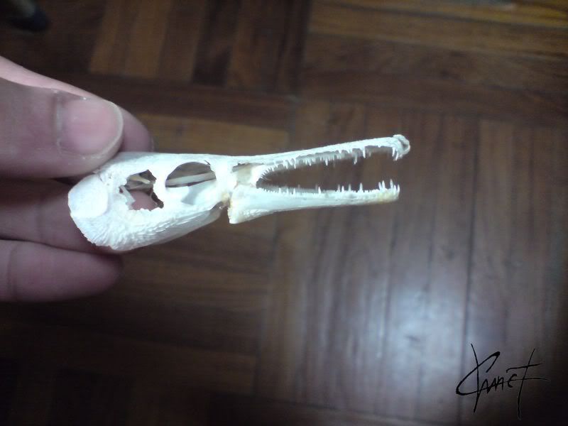 Alligator Gar Skull