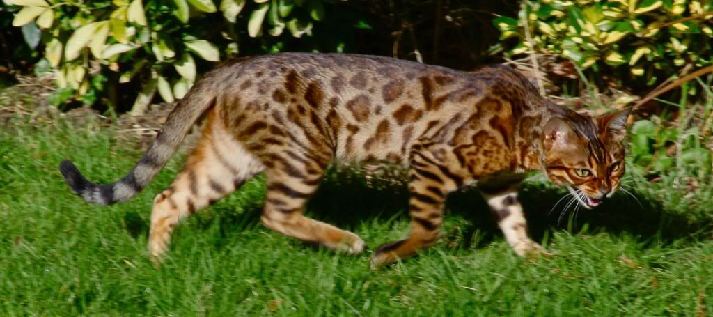 IMAGE: http://i34.photobucket.com/albums/d129/damnfoolman/IMG_1387.jpg