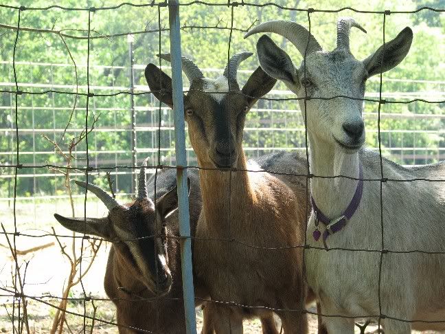 We want a photo, that can be painted onto our trailer... - Goats