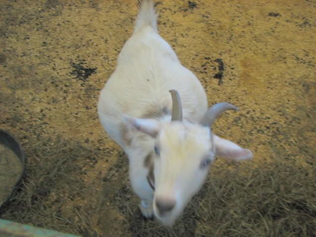 I agreed to doe-watch.... OMG! - Goats