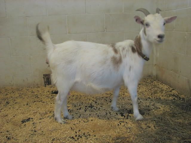 I agreed to doe-watch.... OMG! - Goats