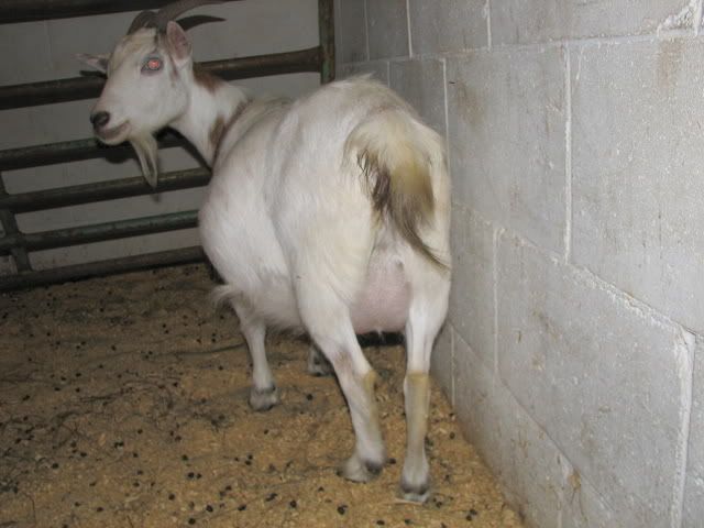 I agreed to doe-watch.... OMG! - Goats