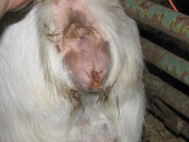 I agreed to doe-watch.... OMG! - Goats