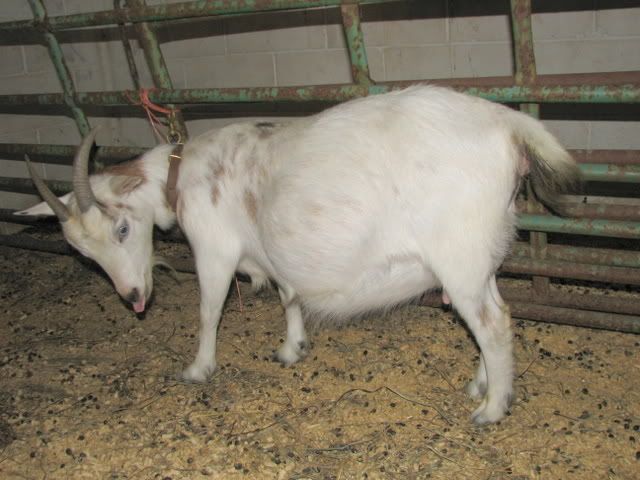 I agreed to doe-watch.... OMG! - Goats