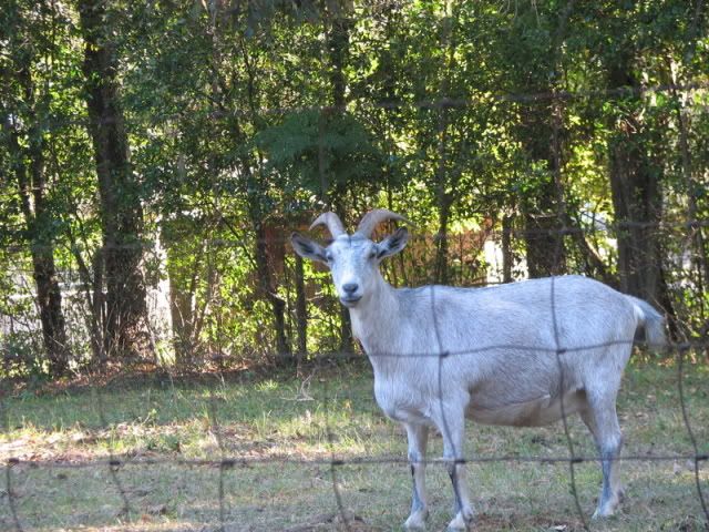 Fatty Fatty 2 X 4 - Goats