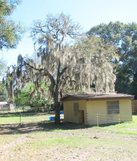 Cost of having a tree service remove big oak? - Homesteading Questions