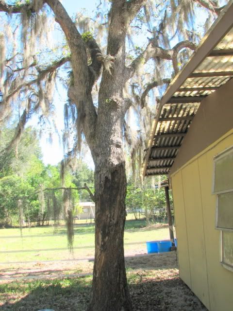Cost of having a tree service remove big oak? - Homesteading Questions