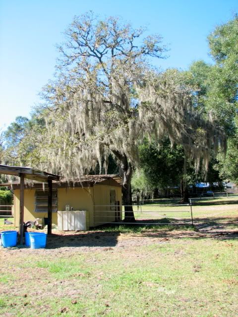 Cost of having a tree service remove big oak? - Homesteading Questions