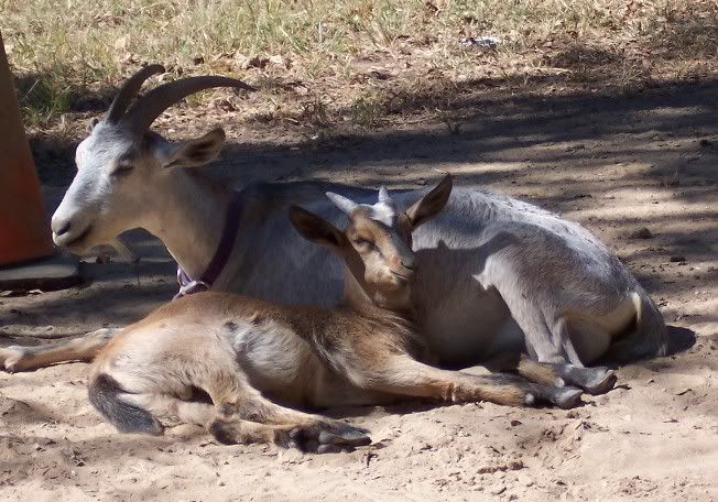 We want a photo, that can be painted onto our trailer... - Goats