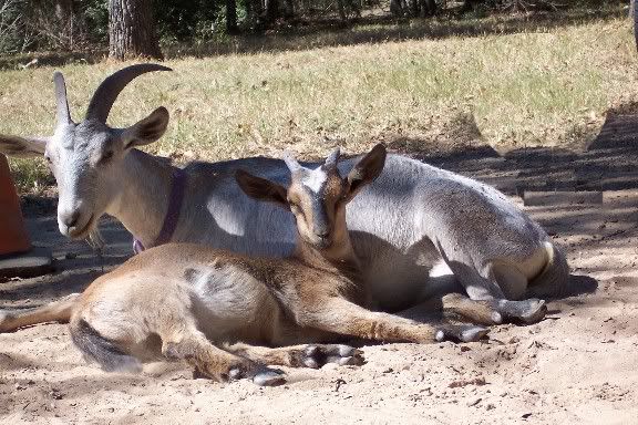 We want a photo, that can be painted onto our trailer... - Goats