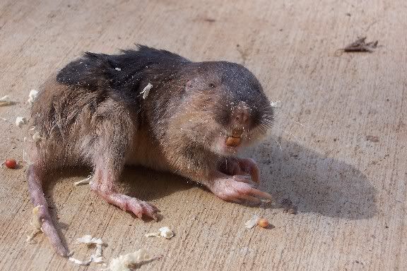 mystery holes in pasture? - Homesteading Questions