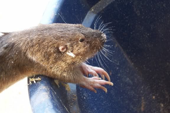 mystery holes in pasture? - Homesteading Questions