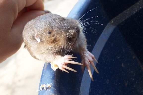 mystery holes in pasture? - Homesteading Questions
