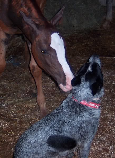 Help!!! My blue heeler bit OFF one of my Jersey cows teats :( - Cattle