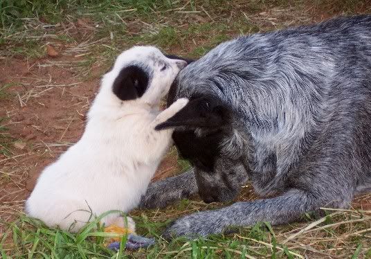 Help!!! My blue heeler bit OFF one of my Jersey cows teats :( - Cattle